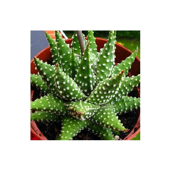 Haworthia margaritifera