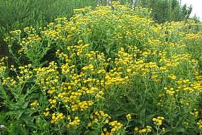 Helichrysum cooperii