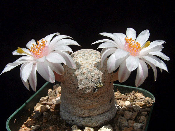 Mammillaria herrerae v. albiflora
