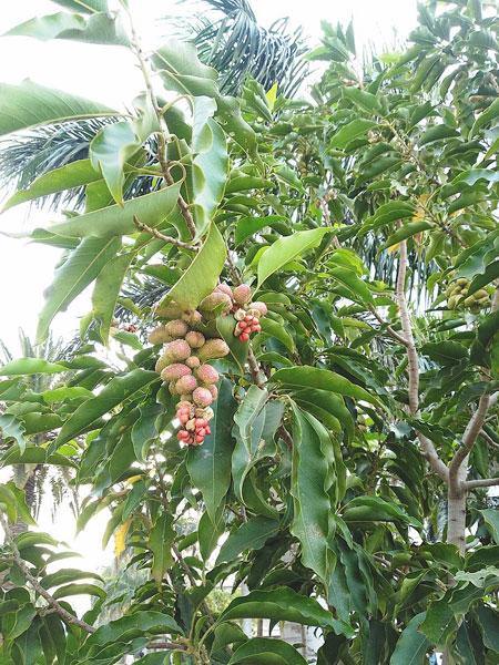 Magnolia Champaca - Joy Perfume Tree