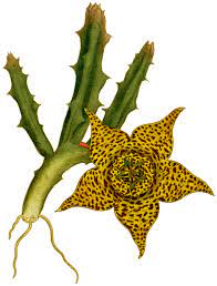 Orbea variegata (Starfish Flower Plant, Toad or Carrion Cactus)