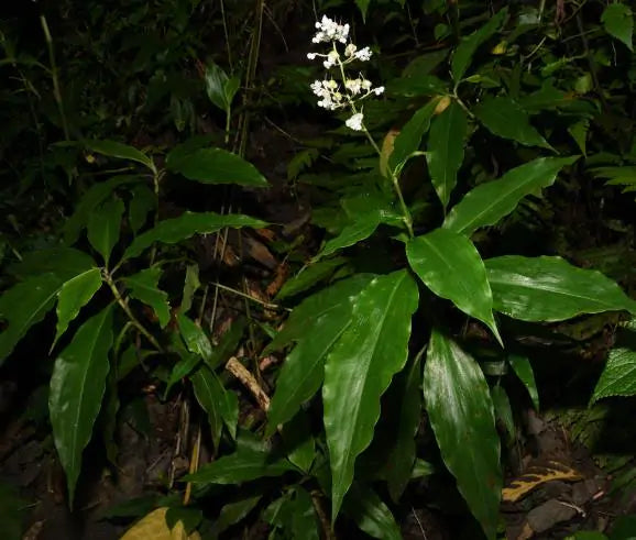 Pollia Condensata