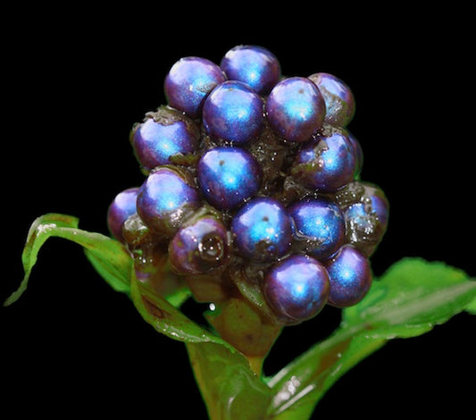 Pollia Condensata