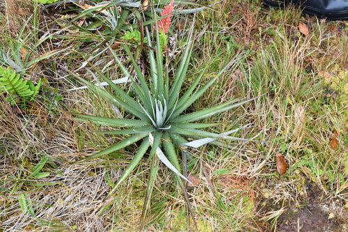 Puya Dasyliroides