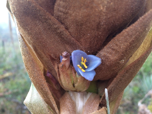 Puya Dasyliroides