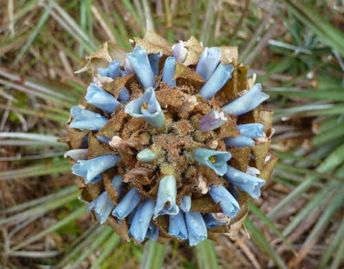 Puya Dasyliroides