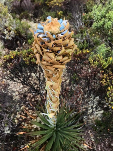 Puya Dasyliroides