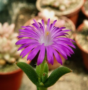 Trichodiadema barbatum ( Pickle Plant )