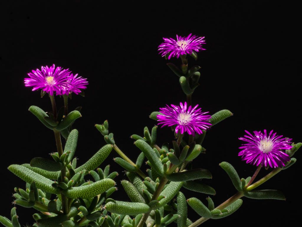 Trichodiadema barbatum ( Pickle Plant )