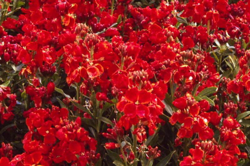 Wall Flower ( Scarlet Bedder )