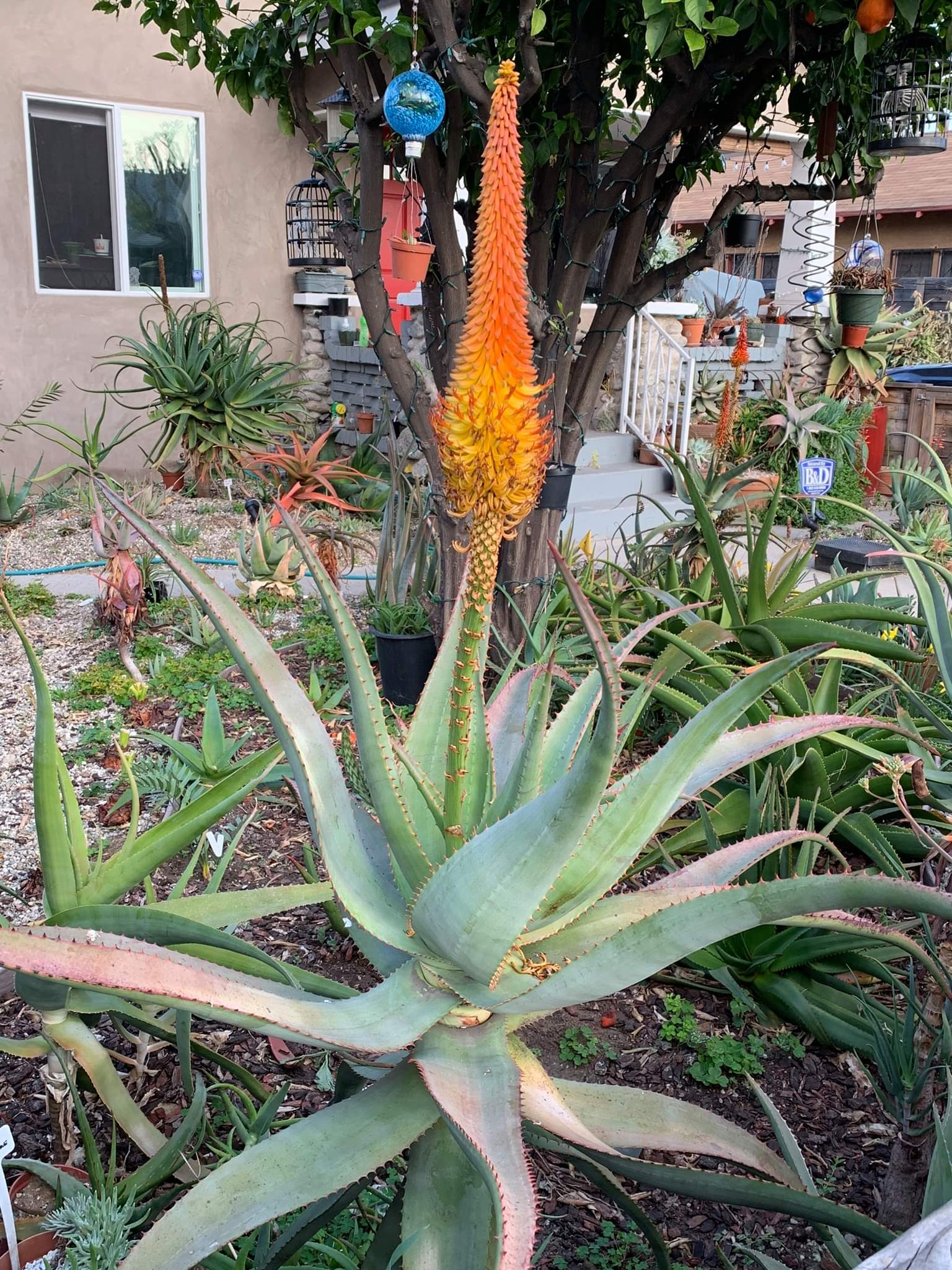 african aloe vera plant Aloe africana – The Exotic Seed Emporium