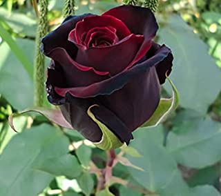Rose Black