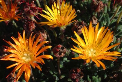 Lampranthus bicolor
