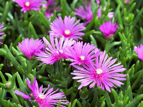 Lampranthus spectabilis