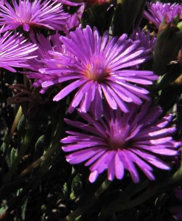 lampranthus stipulaceus
