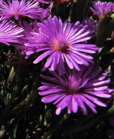 lampranthus stipulaceus