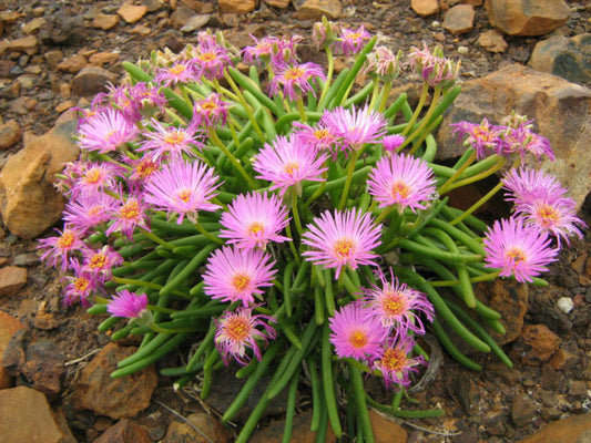 monilaria obconica