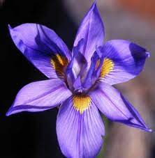 moraea polystachya