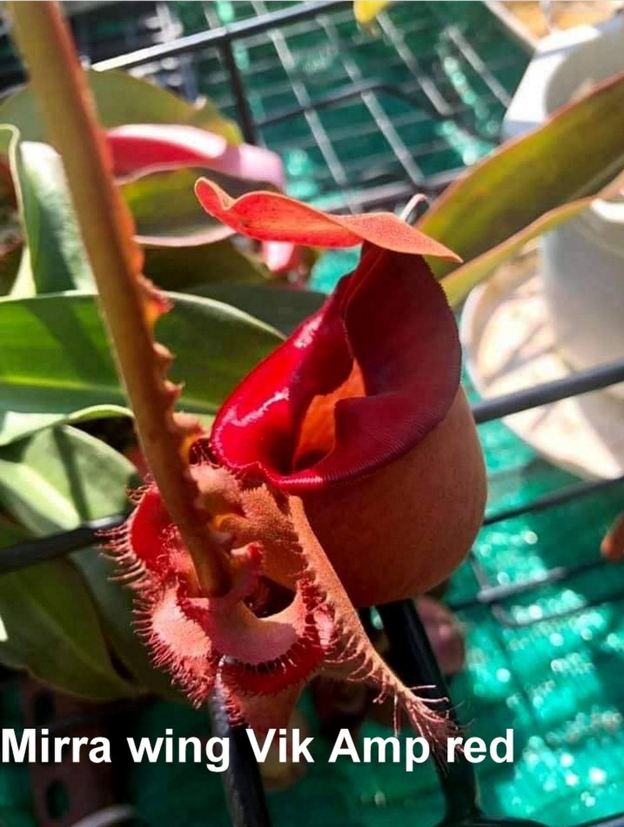 Nepenthes Mirra Vic Amp Red