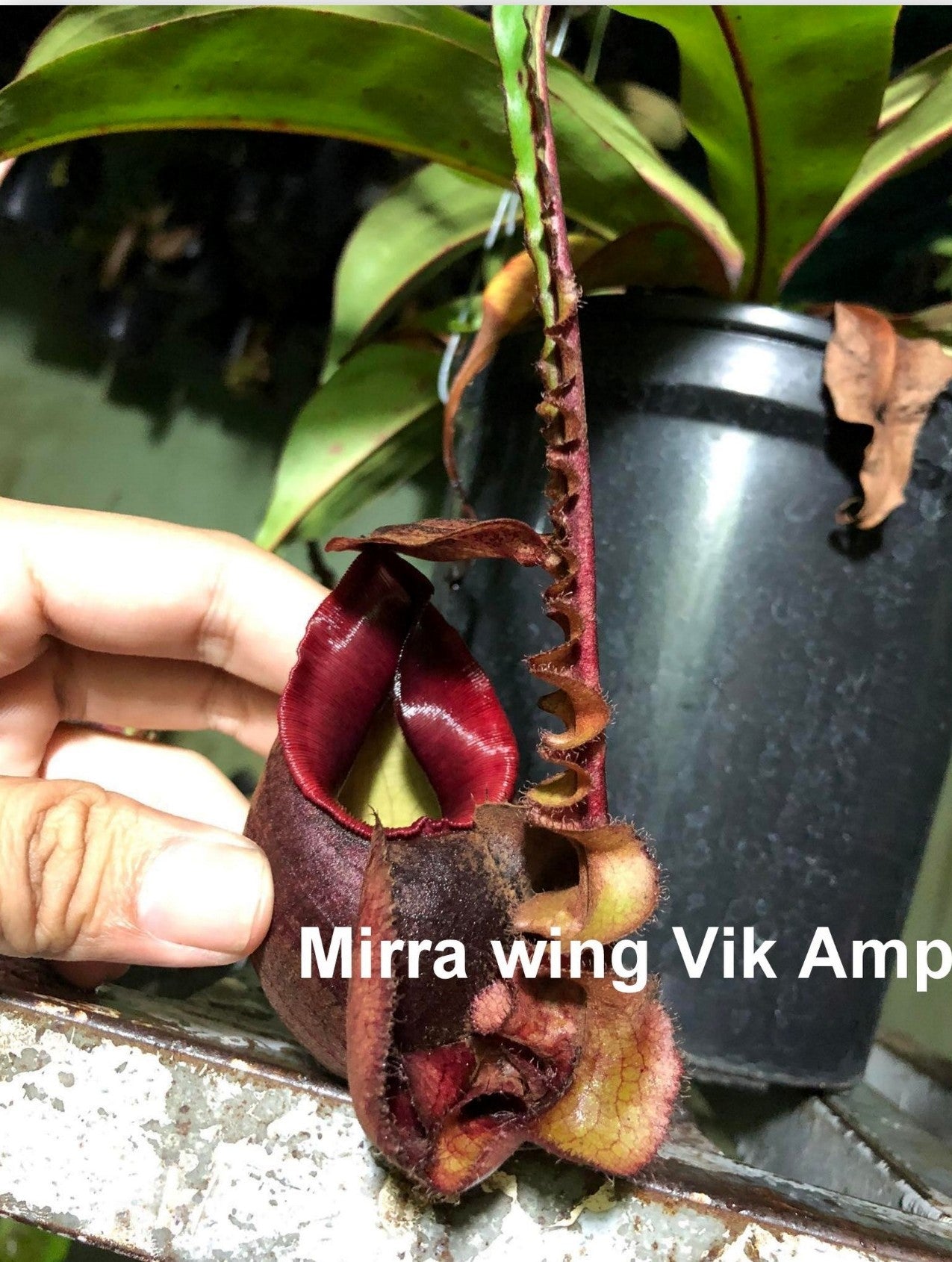 Nepenthes Mirra Wing Vic Amp