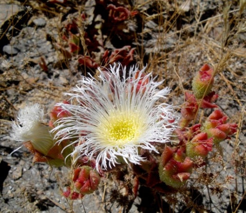 Mesembryanthemum guerichianum Ice Plant