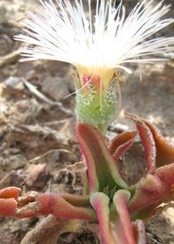 Mesembryanthemum Parvipapillatum