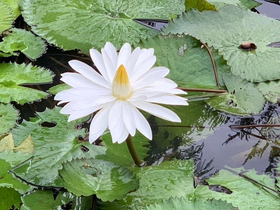 Nymphaea ampla