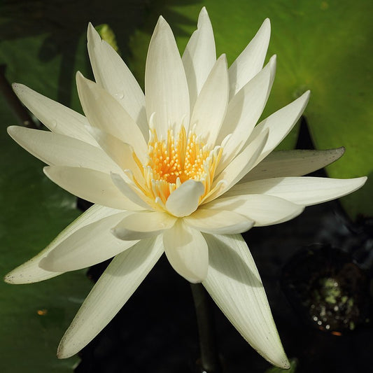 Nymphaea ampla