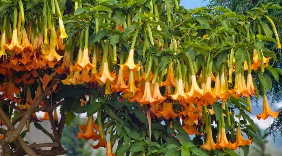 Brugmansia Versicolor Angel Trumpet
