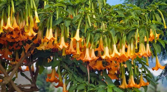 Brugmansia Versicolor Angel Trumpet