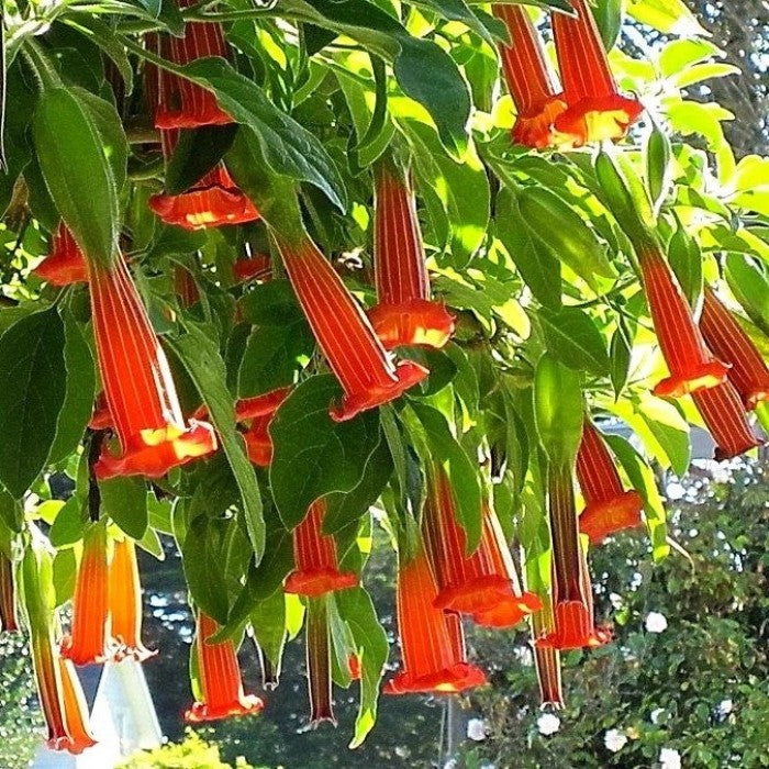 Brugmansia Sanguinea