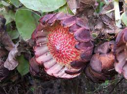 Protea Amplexicaulis
