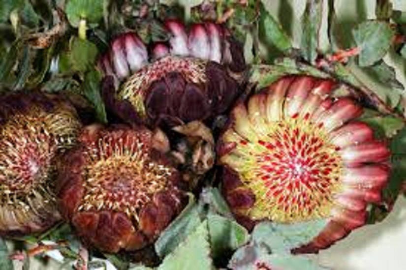 Protea Amplexicaulis