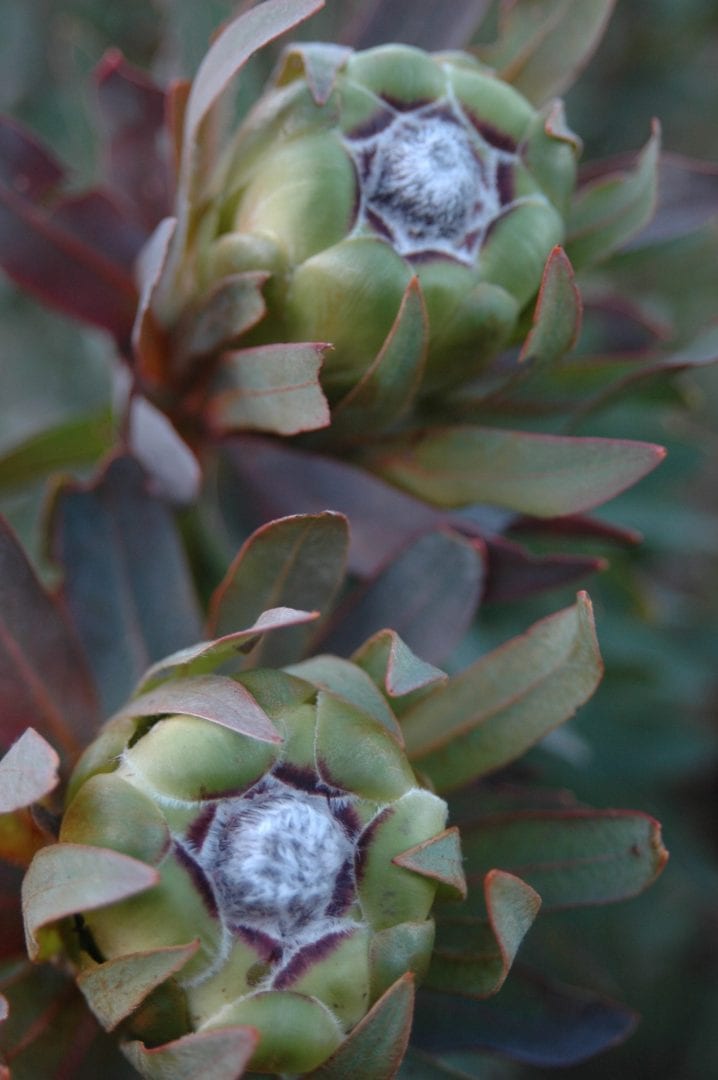 Protea coronata