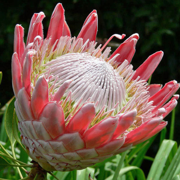 Protea cynaroides ( The King )