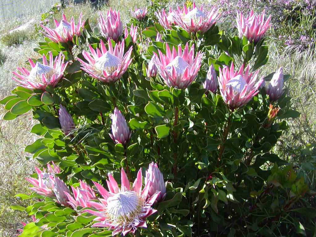 Protea cynaroides ( The King )