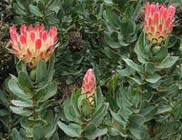 Protea eximia