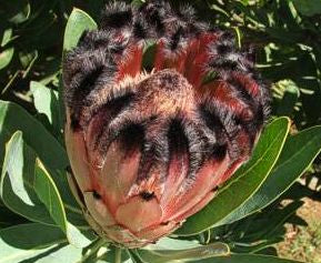 Protea laurifolia