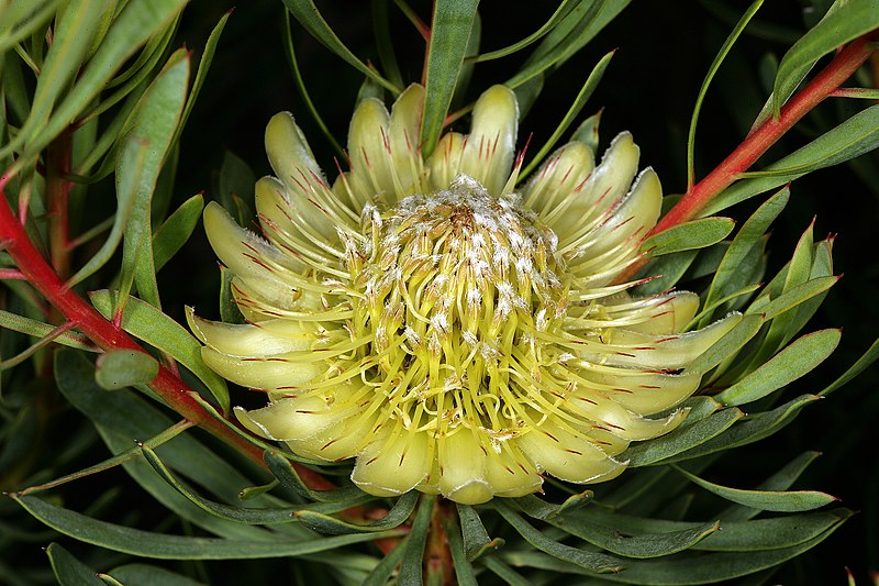 Protea scolymocephala