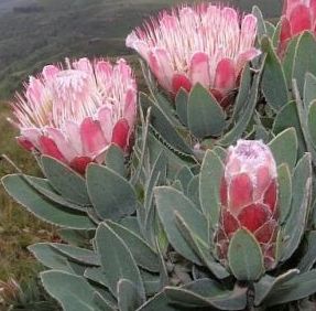Protea Subvestita