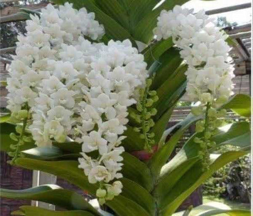 Rhynchostylis gigantea alba Orchid