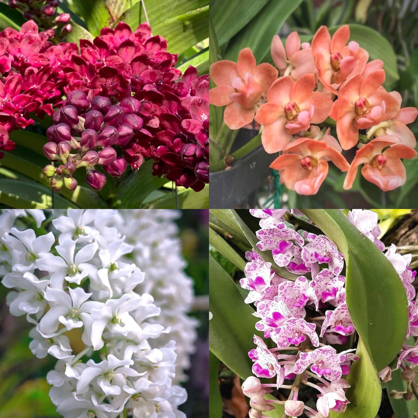 Rhynchostylis Gigantea mixed