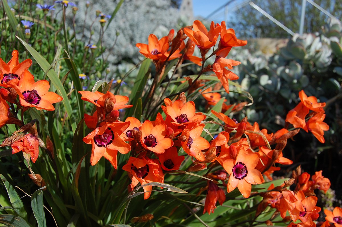 Sparaxis elegans