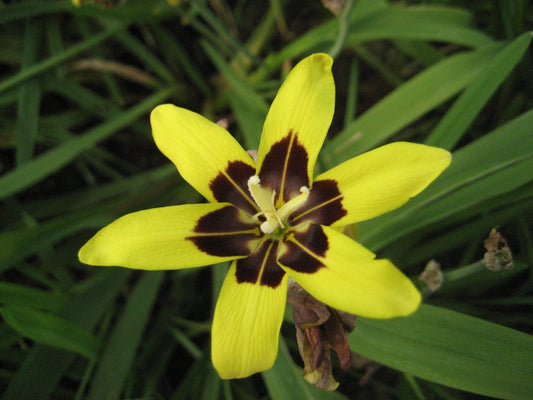 Sparaxis Maculosa