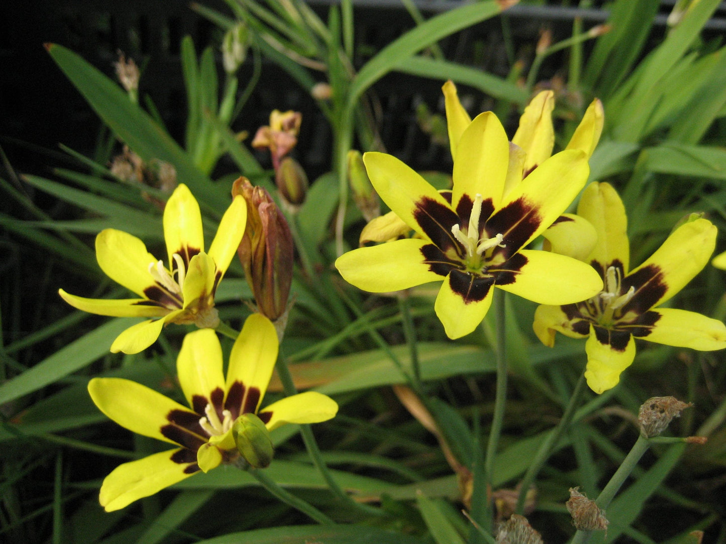 Sparaxis Maculosa