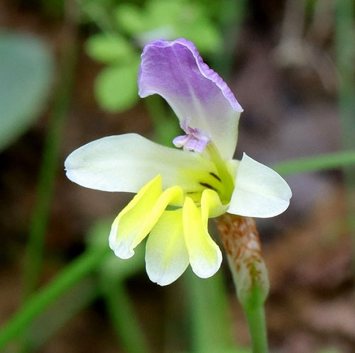 Sparaxis Villosa