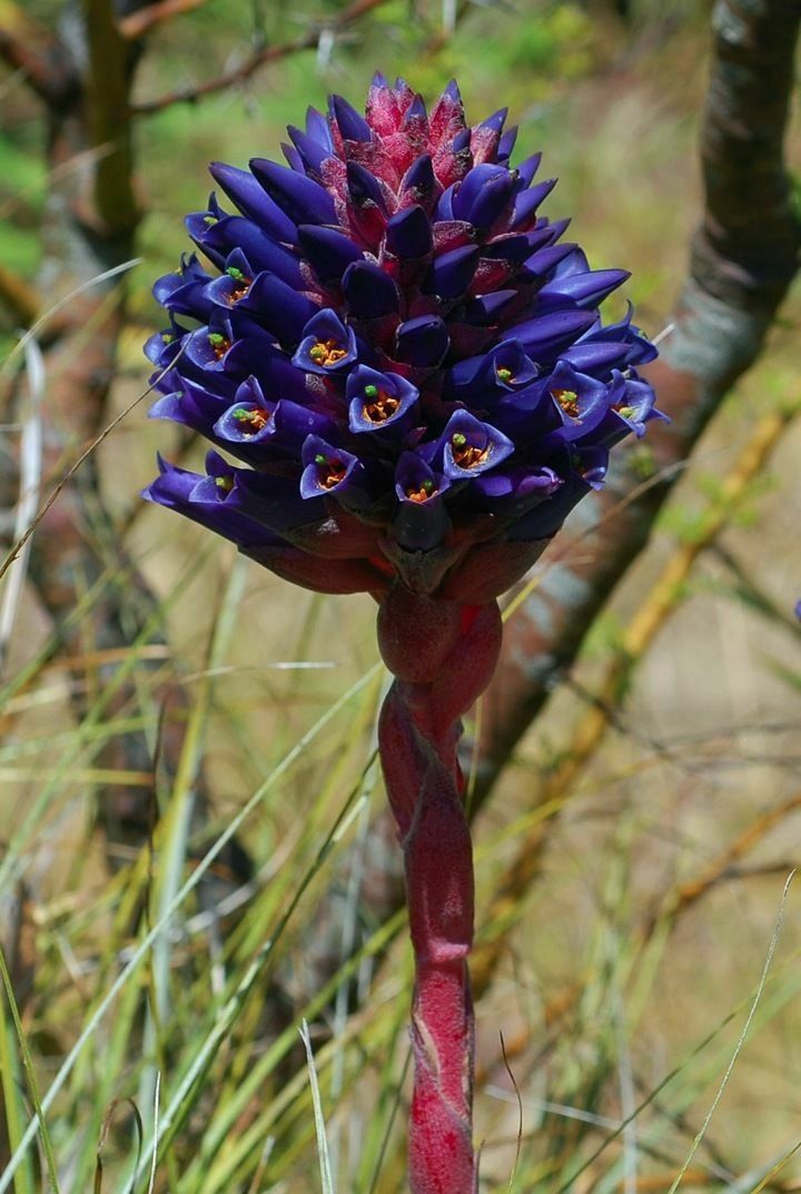 Puya Venusta