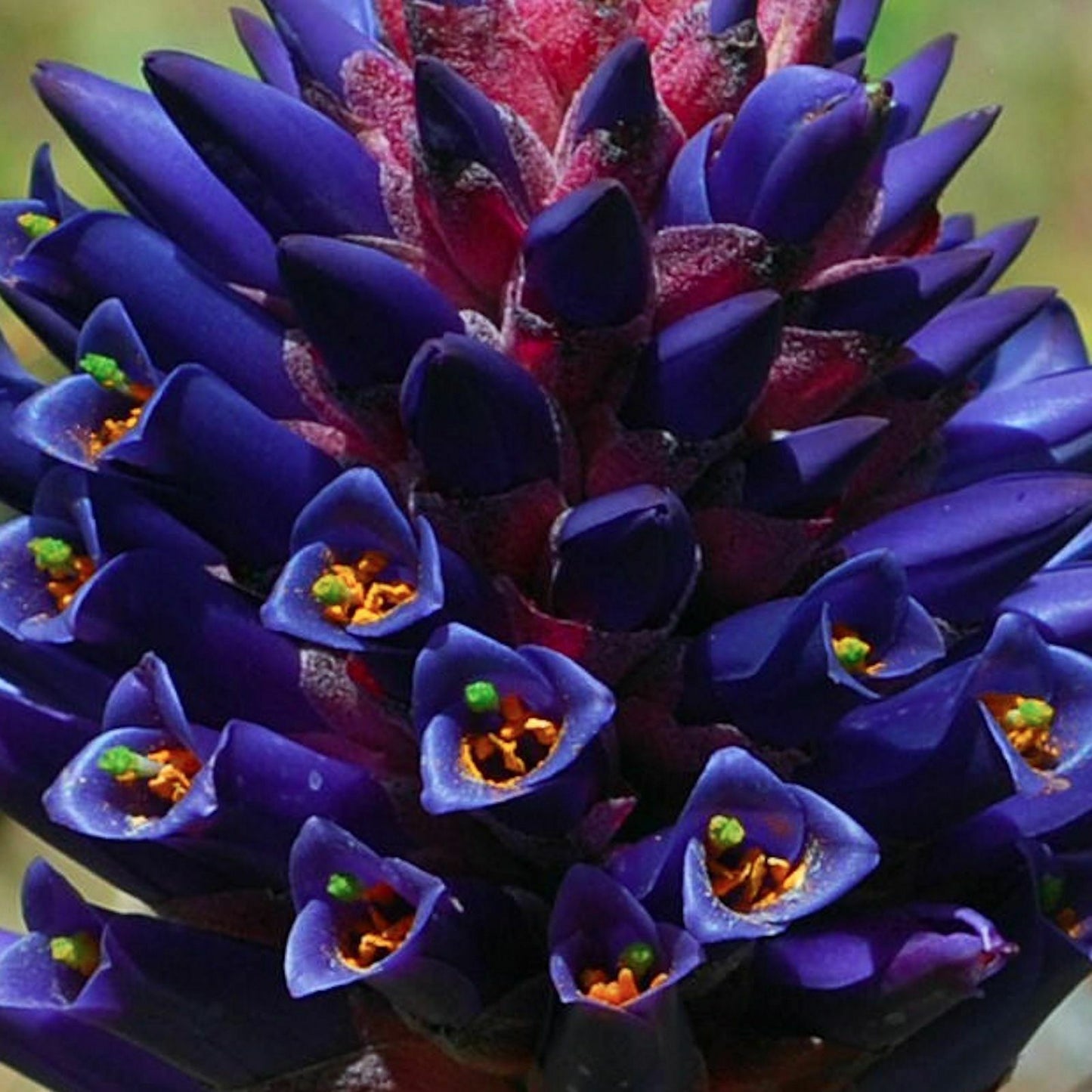 Puya Venusta