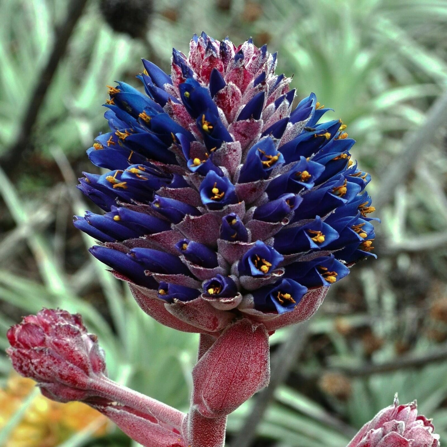 Puya Venusta
