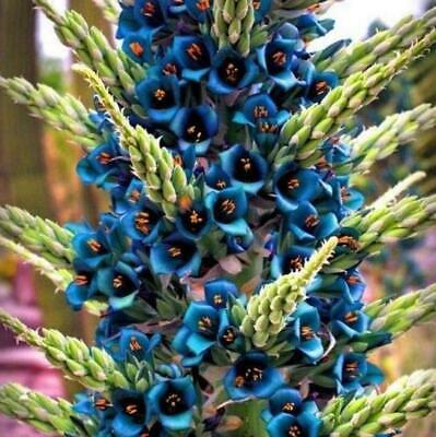 Puya Alpestris